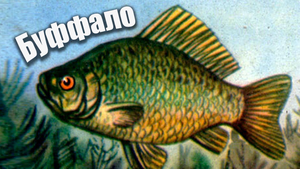 Математические успехи: Радуемся успехам!