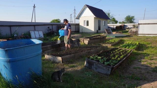 Уход за садом и огородом летом Поливаю растения только теплой водой ПОДВАЛ ИЛЬИЧА смотреть онлайн