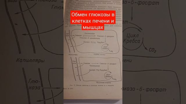 Обмен глюкозы в клетках печени и мышцах #shortsvideo смотреть онлайн