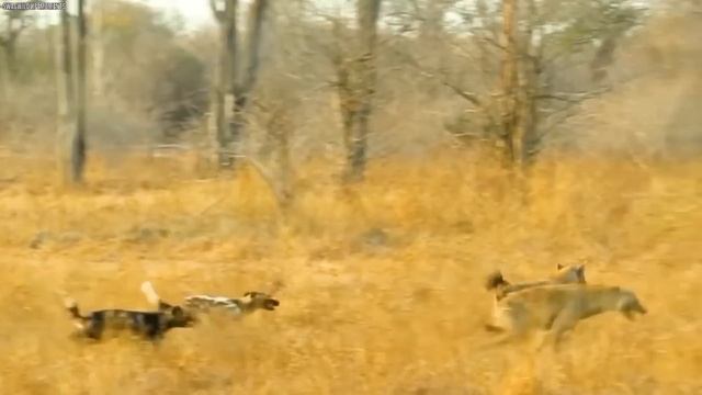 Amazing Moments When Hyenas Messed With The Wrong Animals смотреть онлайн