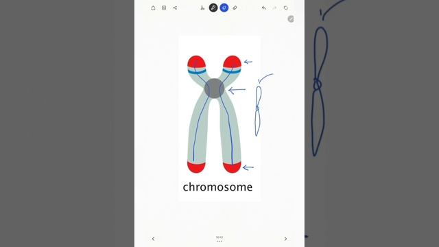 Eukaryotic Chromosome: Different Types #chromosome #eukaryote смотреть онлайн