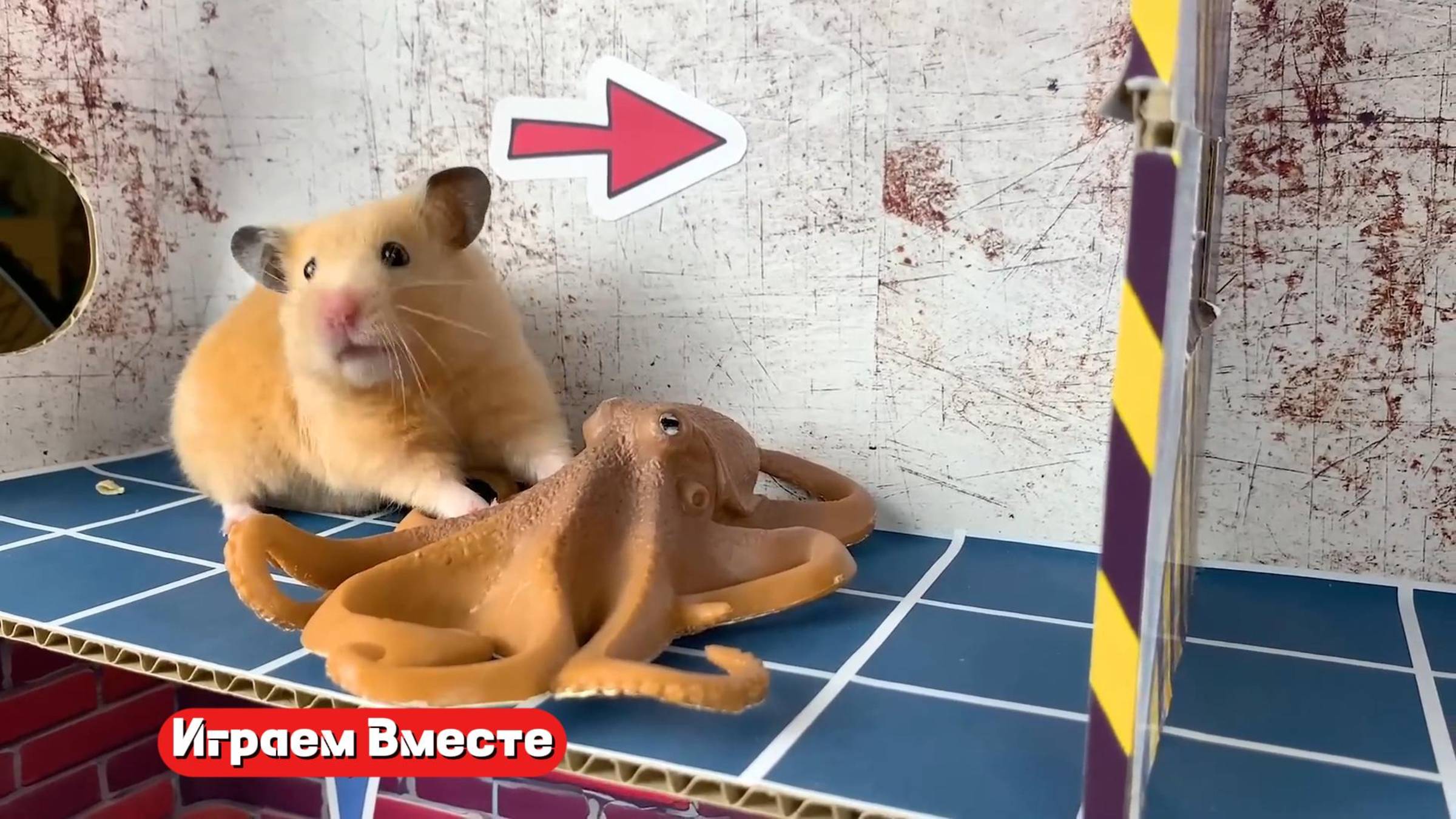 Хомяк попал в БОЛЬШОЙ ЛАБИРИНТ для домашних животных ! Выбираемся из лабиринта вместе !