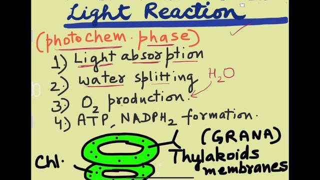 Photosynthesis in higher plants part 1 Biology Class XI смотреть онлайн