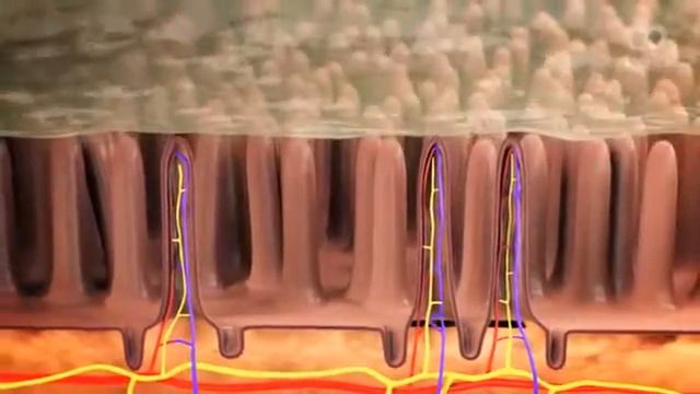 Био ин. Взгляд изнутри. смотреть онлайн