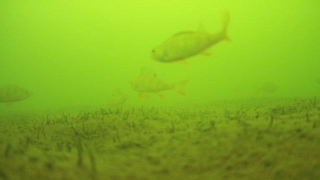 РЕАКЦИЯ ОКУНЯ НА ЧЕРТИКА | МОРМЫШКУ | МЕРТВОГО ОПАРЫША. Подводная съемка, глубина 5 метров смотреть онлайн