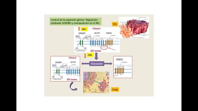regulacion del colesterol смотреть онлайн