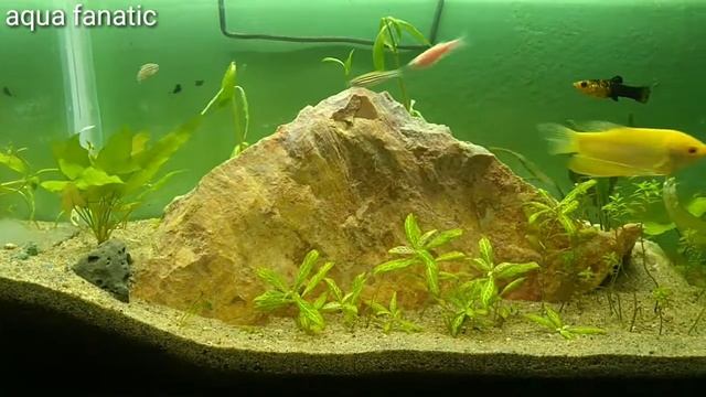 Hygrophila polysperma and green lily смотреть онлайн
