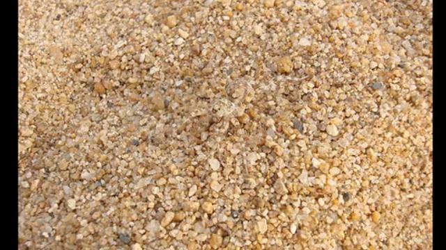 Дивовижне маскування тварин смотреть онлайн