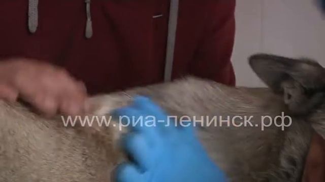 Не оставляйте животных в автомобиле смотреть онлайн