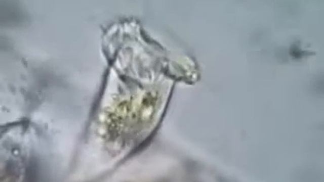 Жгутиковые смотреть онлайн