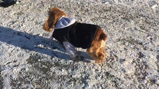 Горки без льда, Ляля наблюдает.#кокерляля #dog смотреть онлайн