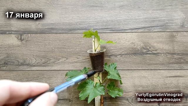 🍇 ВОЗДУШНЫЙ ОТВОДОК на саженце винограда! Сделай ЭТО летом и получи к ОСЕНИ саженец любого сорта! смотреть онлайн