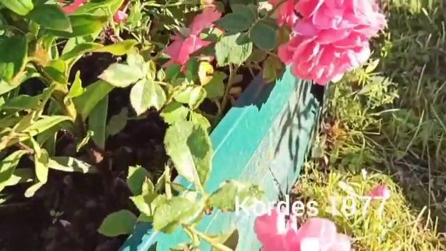 Профилактика ЛМР на розах. Прогулка по саду.