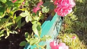 Профилактика ЛМР на розах. Прогулка по саду.