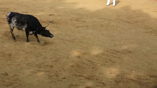 Club Taurin du Gabardan смотреть онлайн