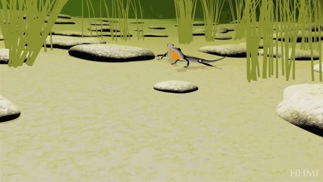 Reproductive Isolation and Speciation in Lizards — HHMI BioInteractive Video смотреть онлайн