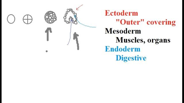 Biolgy Germ Layers Endoderm Mesoderm Ectoderm смотреть онлайн
