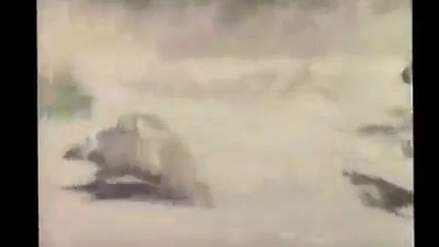 Обезьяны верхом на кабанах! Это надо видеть! смотреть онлайн