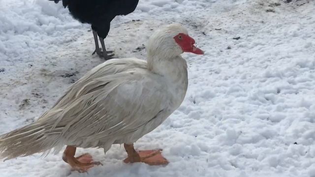 Качина купіль. Мускусні качки. Білі шипуни, німецької селекції смотреть онлайн