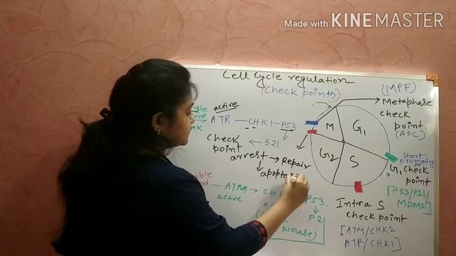 Cell cycle check points.Role of p53/p21.Rb protein.DNA damage(ATM/ATRpathway).apoptosis.APC/MPF смотреть онлайн