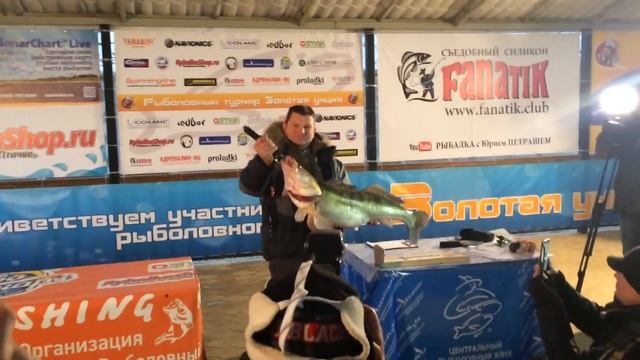 Трофейный судак 2016 осень Золотая унция смотреть онлайн