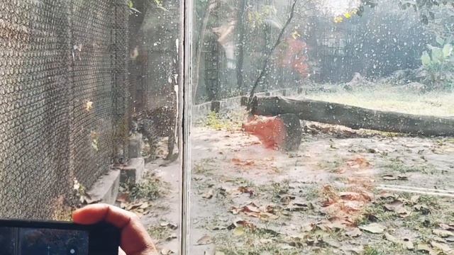 Kolkata alipur zoo te gelam amra sobai смотреть онлайн