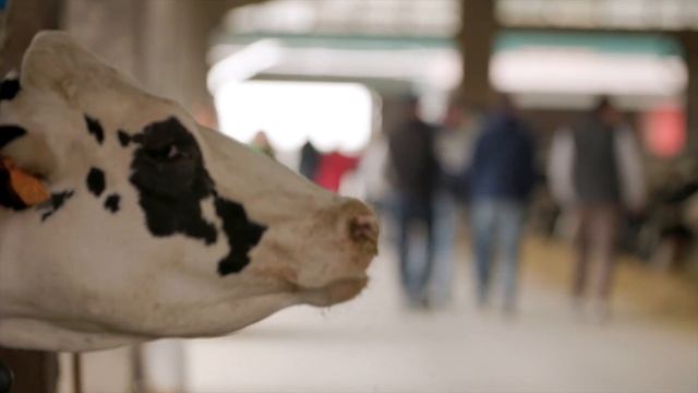 Giornata all'aperto Purina presso Società Agricola Fondo Spinosa смотреть онлайн