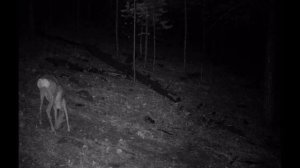 КАК КРИЧИТ ЛИСА  БОЛЬШОЙ ЛИС В КАДРЕ