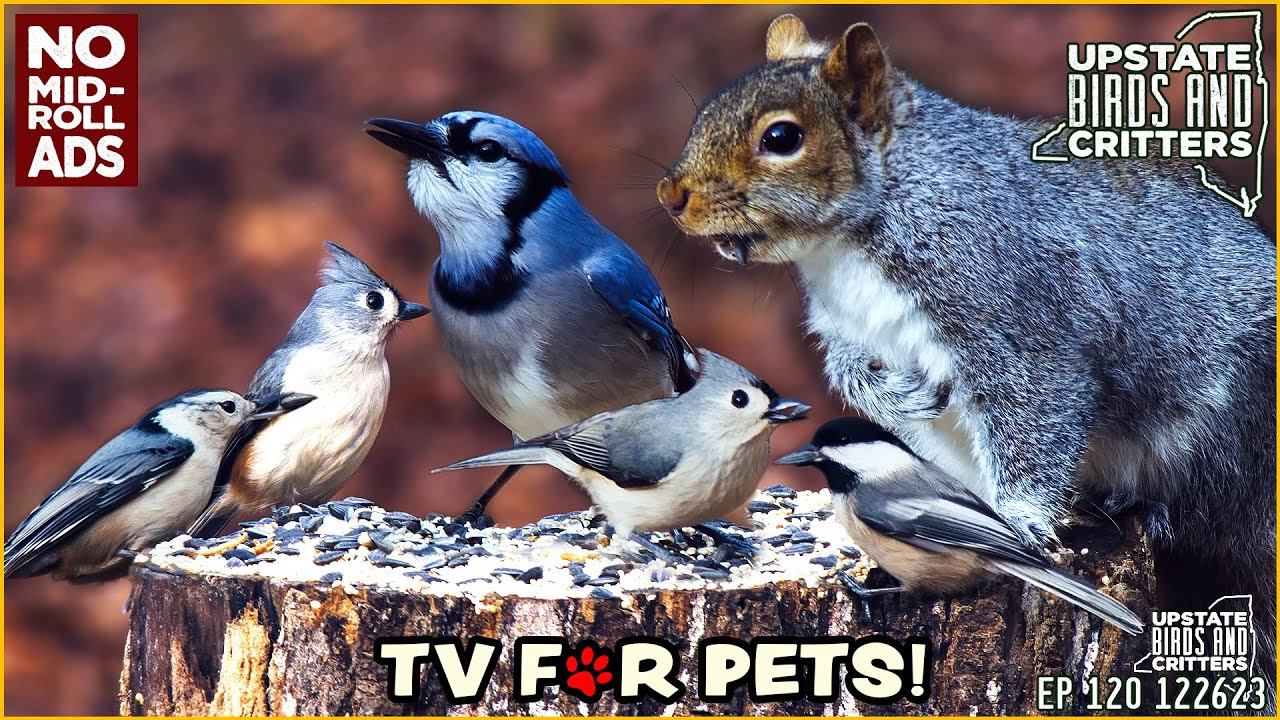 Cat TV 🐱 Dog TV 🐶 Upstate Birds And Critters: Ep 120 — 122623 No Ads