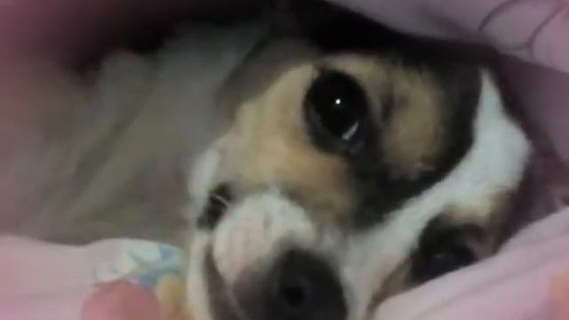 Мимими! Читайте описание! смотреть онлайн