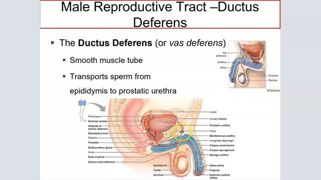 Anatomy of the Male Reproductive System смотреть онлайн