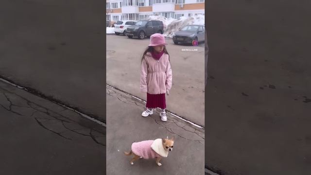 Согласны? У кого тоже #чихуахуа #моникапитомцыикоманда #лучшийдругчеловека #собакиприколы #приколы смотреть онлайн