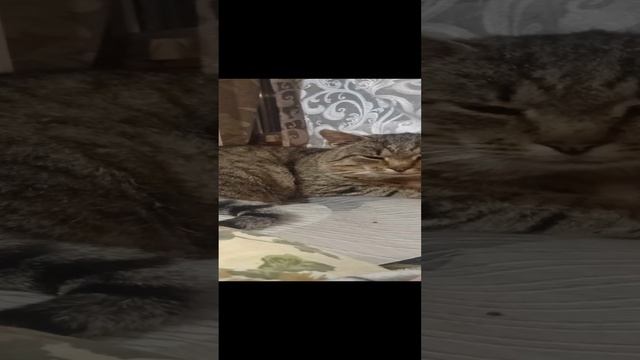 туз 🐈🐱🐈🐱