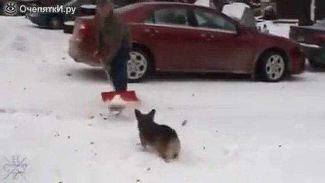Як собаки люблять зиму смотреть онлайн