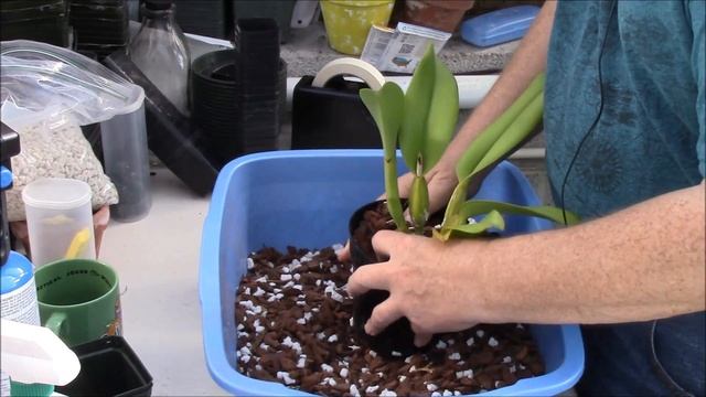 Repotting Cattleyas and other epiphytes смотреть онлайн