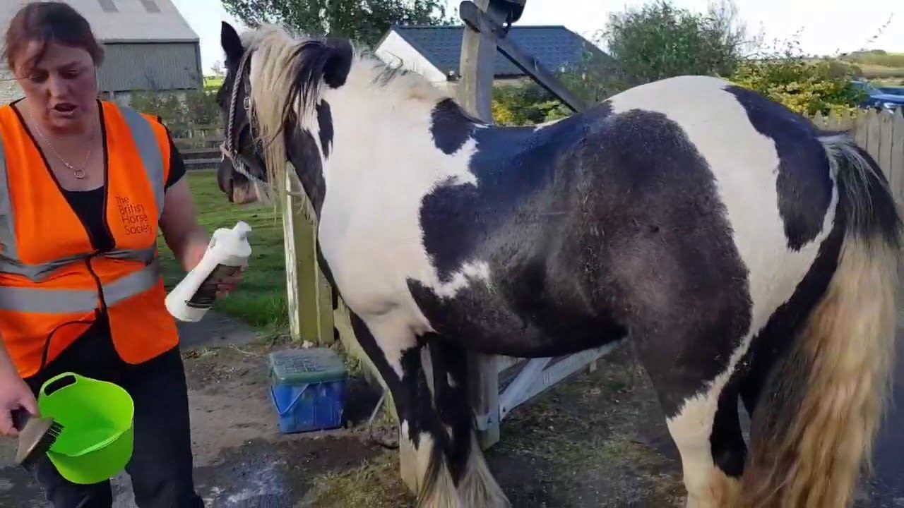 Mitey Feathers - Old Style Horse Remedies - Official Guide to applying the heavy horse leg oil. смотреть онлайн