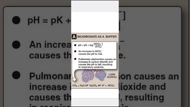 Bicarbonate as Buffer смотреть онлайн