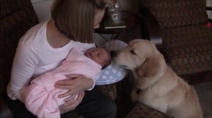 Щенки золотистого ретривера - подборка милых видео !