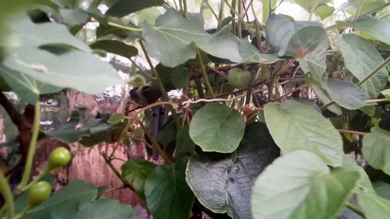 Солнечный вегитарий 2018 07 07 ч 1 смотреть онлайн