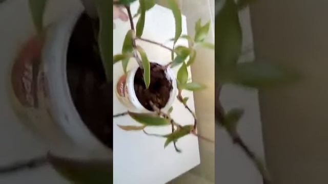 Мои растения продолжение смотреть онлайн