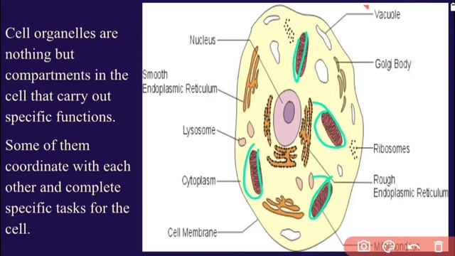 Cytoplasm, 11th science, Biology смотреть онлайн