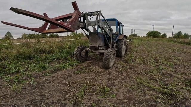 Трактор МТЗ-82 копает картошку!