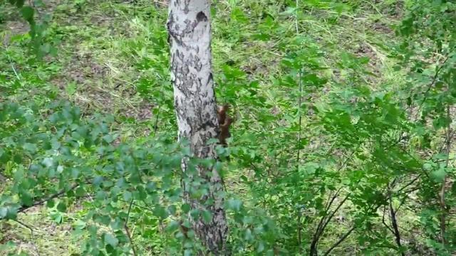 The squirrel in a city. Белка в городе. 17 смотреть онлайн