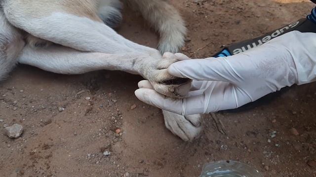 The Best Team Saved Dog To Get Rid Of Dog's Fleas And Ticks смотреть онлайн