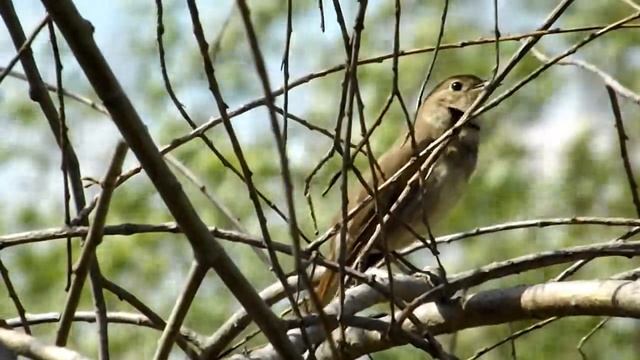 соловей поёт (nightingale sings), май 2014 г. смотреть онлайн