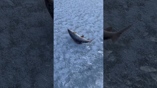 Рыбалка 29-11-2024