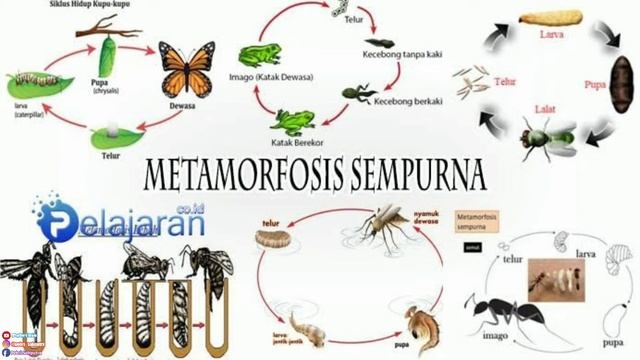 Pertumbuhan dan Perkembangan pada Hewan #Part_2 смотреть онлайн