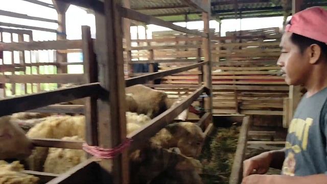 Harga domba murah di kandang cak mengi Pasuruan Jo смотреть онлайн