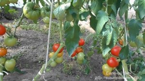Ампельный сорт помидоров Талисман