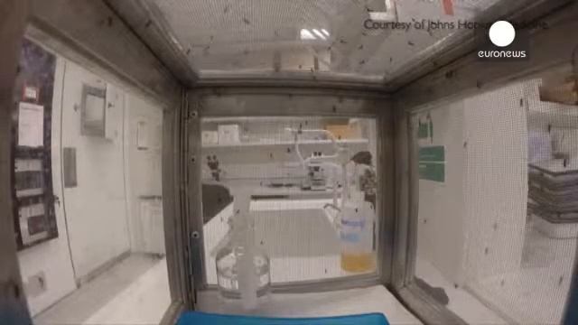 Вирус Зика разрушает ткани мозга смотреть онлайн